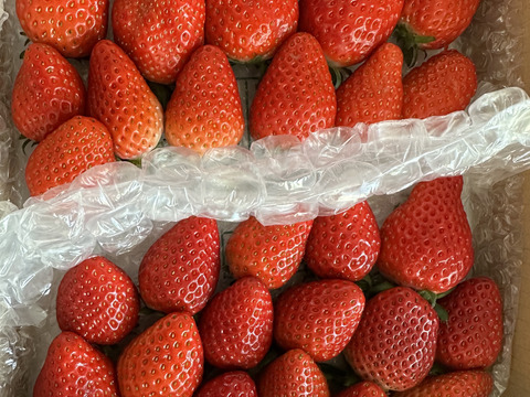 【約750g】】【1～8日以内に発送！スターナイト・きらぴ香いちご食べ比べパーティー！】