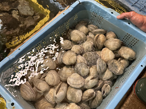 日間賀島産　　大アサリ　漁師の秘伝タレ
