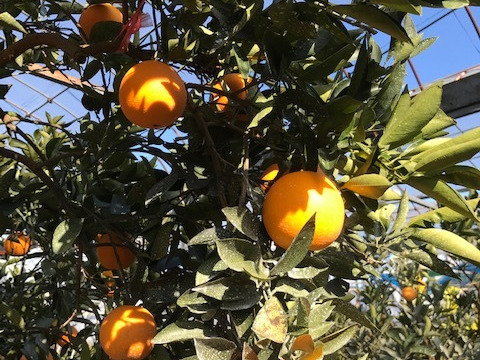 三ヶ日ネーブル約1.5kg（約200g8玉）