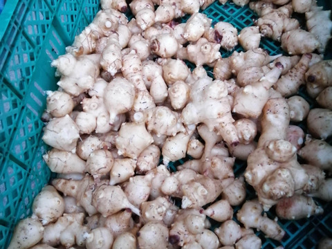 期間限定・春の野菜セット【60サイズ】※野沢菜とう立ち菜、雪下ほうれん草、雪下キクイモ