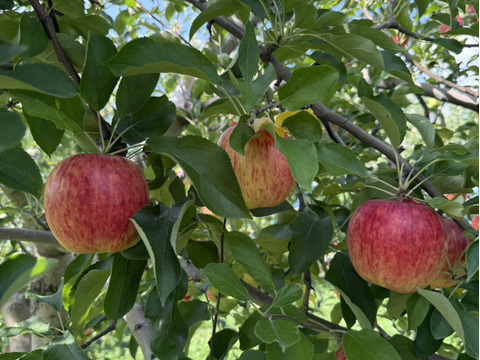 まり子様専用　　完熟もぎたて🍎　葉とらずサンつがる🍎