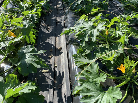 大箱いっぱい❣️花ズッキーニ30本‼️ズッキーニ6本❗️緑と黄色