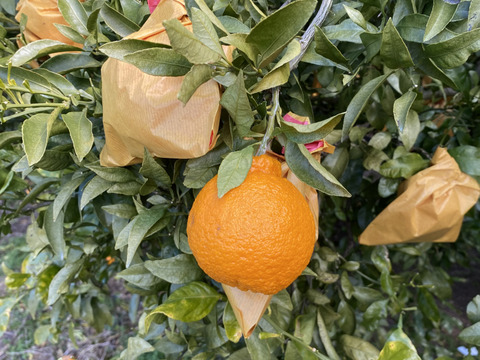 柑橘セット