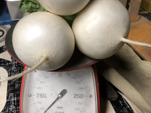 石井食品おまけ付　多数メディア出演！「彩の国のかぶ」約3kg　川越市品評会特別賞受賞