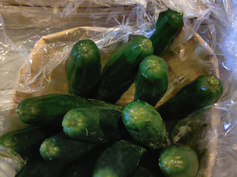 【特別価格】【訳あり】星３つ🌟新鮮朝採りきゅうり🥒1.8kg〜2.0kg色々詰め合わせ【千葉県旭市産】