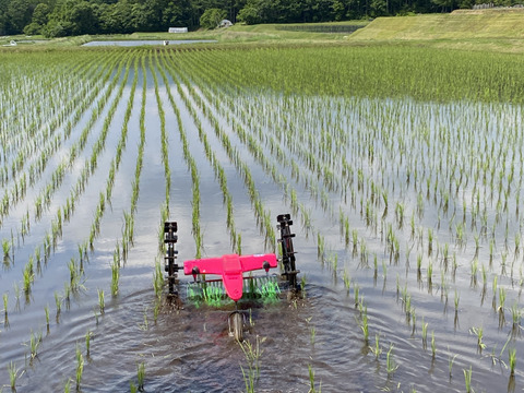 【令和6年新米予約】完全農薬不使用、化学肥料不使用。天日乾燥。うるち米 玄米（あきたこまち  ）5kg