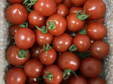 【朝どれ】本当に甘い！美健トマト®︎（1.0キロ）　※特別価格で販売中