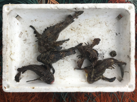 オコゼ ５匹 1kg 下処理済み 香川県産 食べチョク 農家 漁師の産直ネット通販 旬の食材を生産者直送