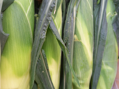 甘い！ホワイトコーン☆雪の妖精　８本