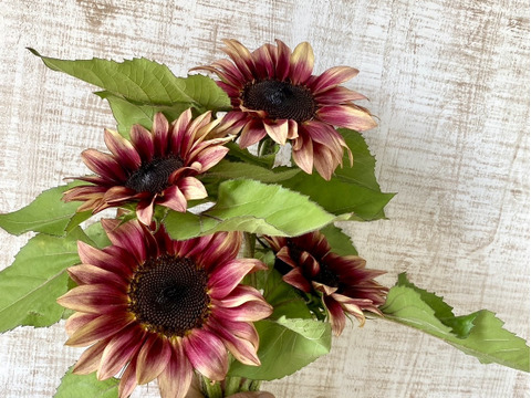 【希少５本、花農家直送】プレゼントにもOK!大人カラーのひまわりブーケ。深いワインレッドとブロンズのニュアンスが美しく、切り花用に人気で、サンリッチ・ライチ「赤いサンリッチ」とも呼ばれます。