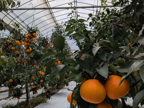 ゼリー食感！愛媛の乙姫！　まどんな　秀優品込み　1.5kg