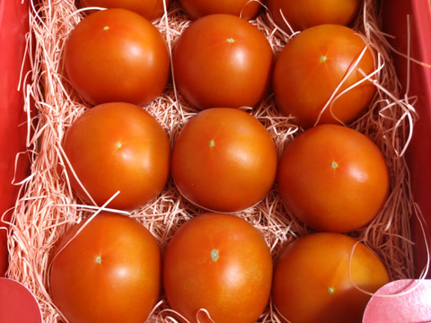 ～春夏秋冬～夏のトマトを楽しみましょう！ぜいたくトマト《夏の陣》