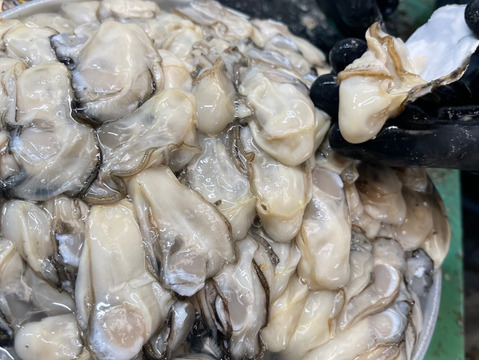 【贈り物】【生牡蠣】【生食用】三重県産 浦村かき 
むき身500g＋S～Mサイズ殻付き20個 1箱セット（約2.1kg前後）（3、4人前）
母の日父の日【冬ギフト】【生で食べれる美味い牡蠣】