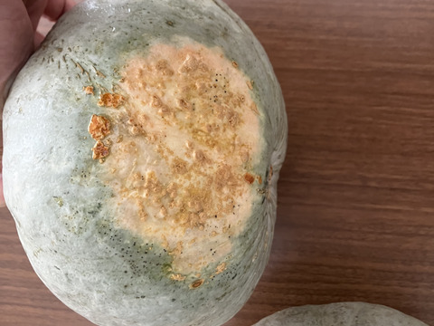 かぼちゃ　雪化粧　約4キロ