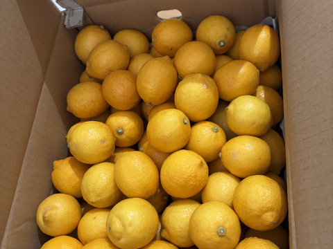 防腐剤、ワックス不使用　皮も使える小玉レモン良品　10kg　即日発送可能