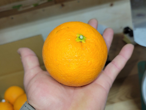 【特別栽培】和歌山県(桃山町産)　みかん【宮川早生】5kg(でかみかん)