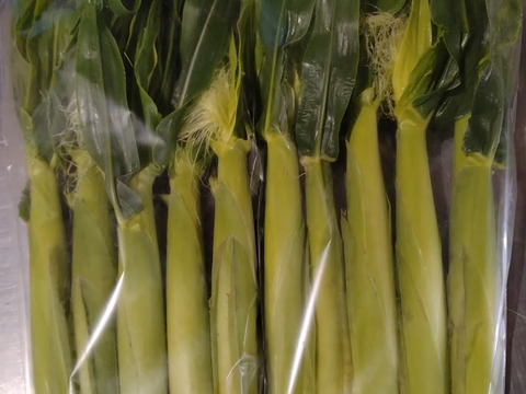 【期間限定】ベビー＆スイートコーン食べ比べセット【ドルチェドリーム】