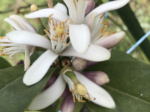 広島レモン花ハチミツ90g みかんジャム1g 広島県産のはちみつ 食べチョク 産地直送 産直 お取り寄せ通販 農家 漁師から旬の食材を直送