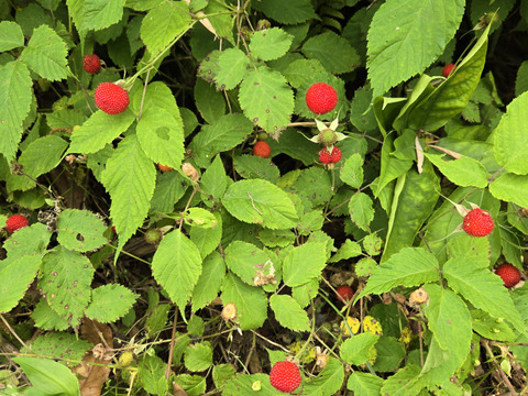 ★天然　野いちご　300グラム　冷凍品　　チルド専用箱にて発送★