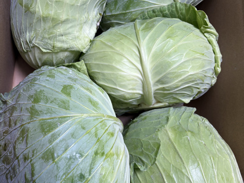 ボリュームたっぷり大玉キャベツ！　５～６玉入り　約１０㎏