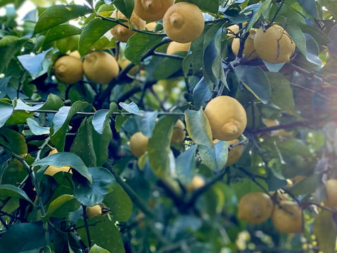 【夏ギフト】瀬戸内柑橘　みかんジャム　広島レモンマーマレード　4本セット