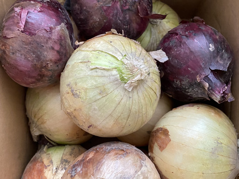 【赤玉ねぎ3玉入り】料理の彩りのために！淡路島の玉ねぎ！3ｋｇ【ひょうご安心ブランド認証】お試し用に