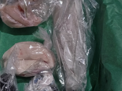 【白子入り】《愛知・日間賀島産》
~天然トラフグ~1kg 一本
極上血抜き・神経〆処理済み／鮮度抜群・臭みゼロ《冬ギフト》クリスマスに是非