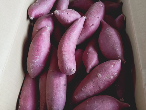 低温熟成保管‼茨城県産紅はるかSサイズ５㎏　さつまいも　サツマイモ