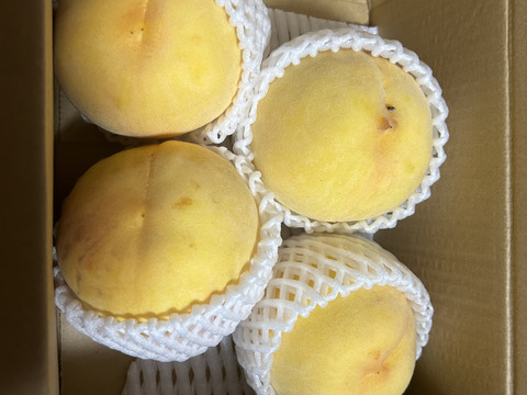 そろそろ終わり！大人気！【まるでマンゴー!?】ゴールデンピーチ!!1.5kg