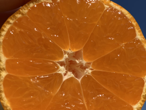 訳あり　有田みかん【5kg(箱込み)】