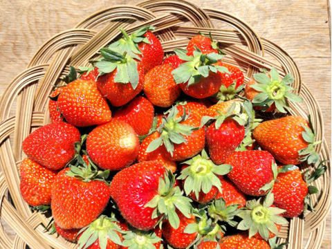 とれたて　いちご　1kg【栽培期間中農薬化学肥料不使用】