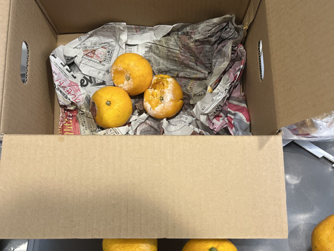 【朝市限定】S～Mサイズ混合2kg とみ子ばぁばの有田みかん　糖度13度以上＜有田産>