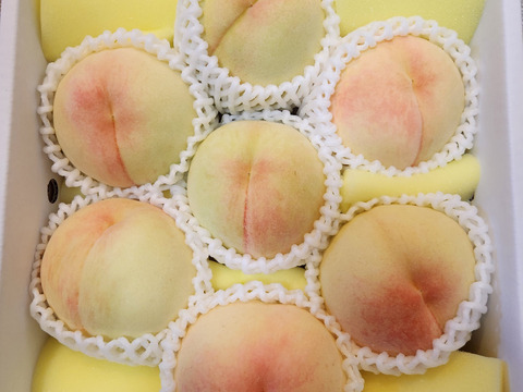 【家庭用】岡山白桃 2㎏5玉～8玉