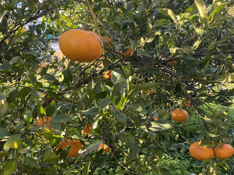 【規格外】【加工用】暴れん坊の甘平、見た目は荒れても味は嘘をつかない  加工にするなら、シッカリ酸味の残ったこの時期限定！タップリお得🉐