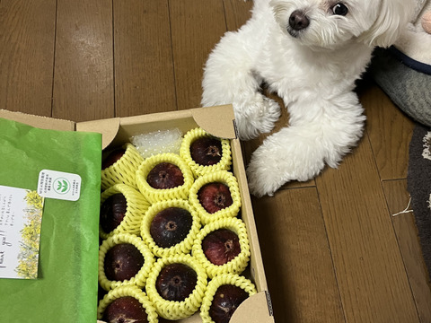 【特別栽培認可の】フワフワとろーり朝採り完熟いちじく(6～12個)贈答用にもご利用下さい！