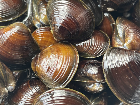 【旬の大和しじみ】お試しセット大中小各500g