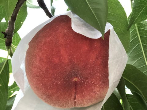 桃名人厳選 桃 『さくら白桃』2kg（5-8玉）：福島県産の白桃