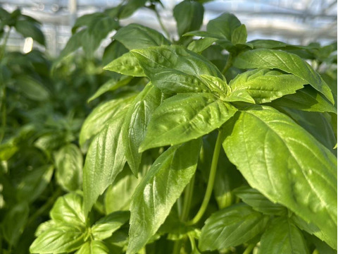 新鮮直送！「水耕栽培バジル」1kg　静岡県磐田市産