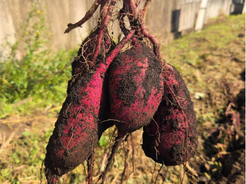 朝採り旬野菜セット(８０サイズ)