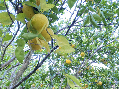 《農薬不使用》かぼす発祥の地/臼杵市産/香り高いかぼす《大分一号》10kg