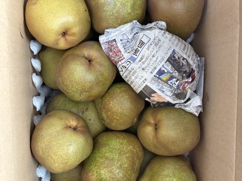 10月10日頃より発送開始！超スーパー訳あり規格外ラフランス5k箱込6キロ