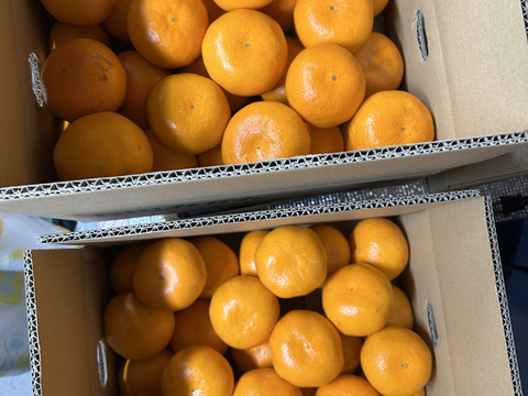 【ご家庭用】冬の定番、大人気！有田みかん3キロ