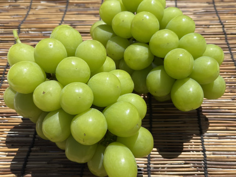 農家直送！完熟シャインマスカット佐久穂産１ｋｇ前後(2房)