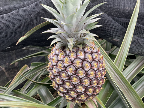 ゴールドバレル1.2kg 1個　ピーチパイン3個　600g