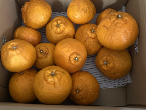 【訳あり】そらデコ 不知火 天空の果樹園 愛媛産みかん 4kg