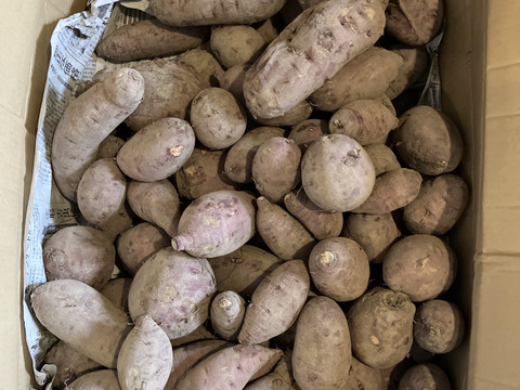 訳アリ！紅はるか土付き20㎏