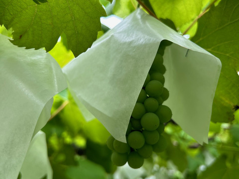 断然お得！シャインマスカット1㎏（8下旬以降順次発送）