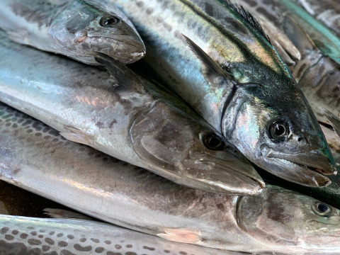 サイズup 採れたてを捌いてすぐお届け 船上活け〆釣り鰆 千葉県産 食べチョク 農家 漁師の産直ネット通販 旬の食材を生産者直送