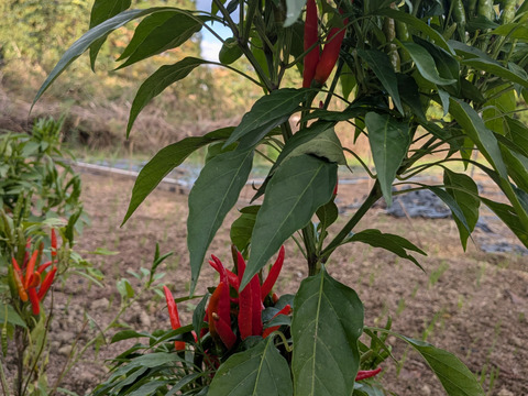 唐辛子☆赤唐辛子☆農薬、除草剤、化学肥料等不使用☆採れたての唐辛子20本セットのお届け※青唐辛子も数本混ぜることもできます※品種はお選びできません