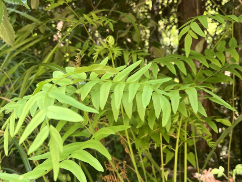 数量限定！【一番茶のみ使用】新茶　5月収穫　静岡県産　個包装5g×10